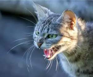 مستند کاوش؛ ماشاالله سرعت عمل گوربا