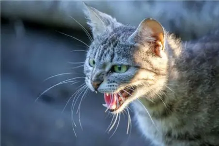 مستند کاوش؛ ماشاالله سرعت عمل گوربا