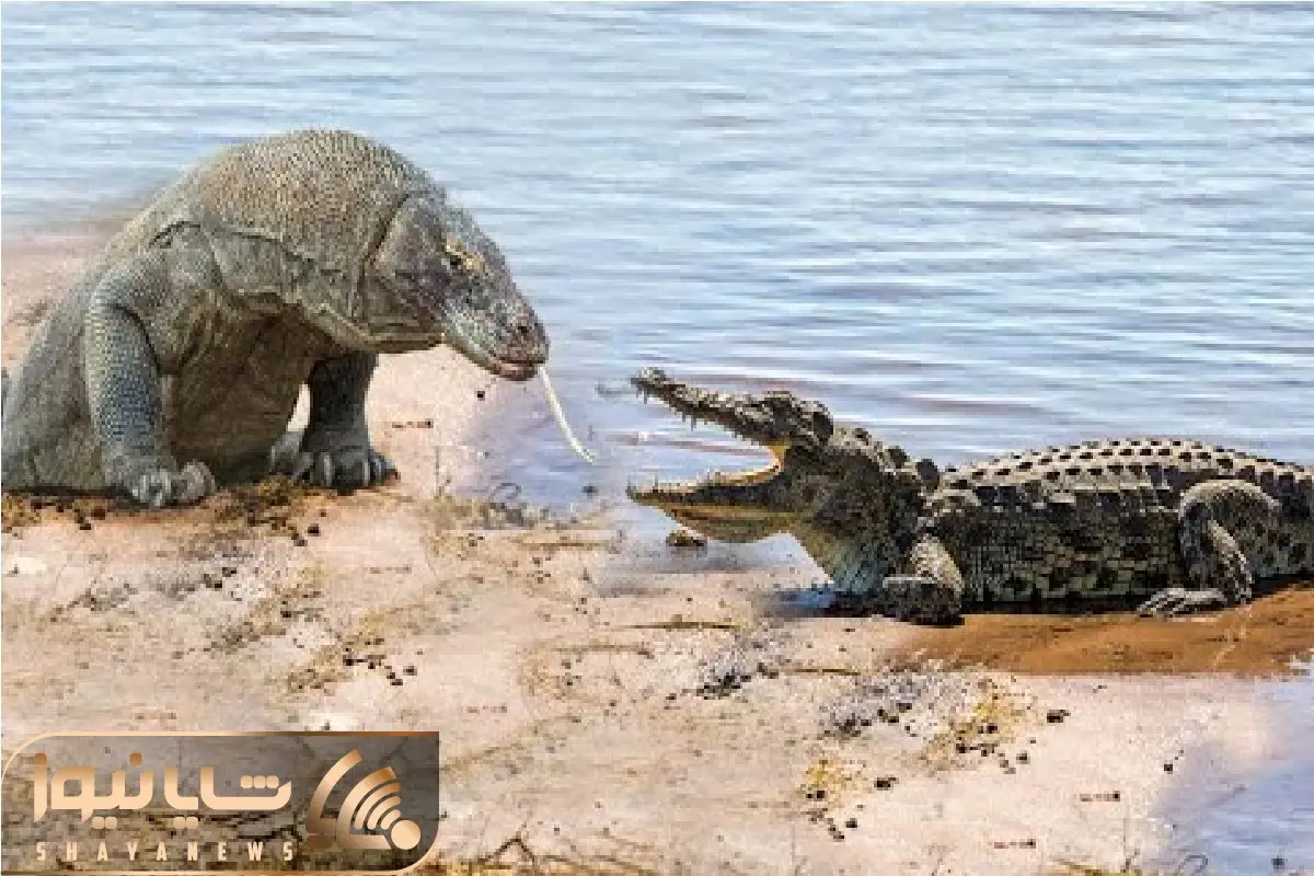  مستند حیات وحش/ چه کسی در نبرد قدرت کومودو و کروکودیل در صدر خواهد بود؟