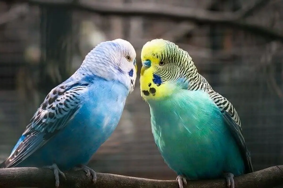 مرغ عشق6464