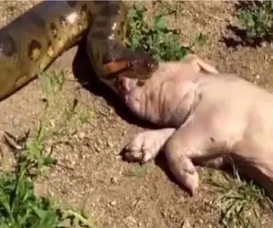 مستند حیات وحش؛ آناکوندا پیچید دور خوک یجا قورتش داد قلمبه شه