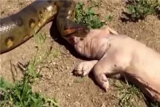 مستند حیات وحش؛ آناکوندا پیچید دور خوک یجا قورتش داد قلمبه شه