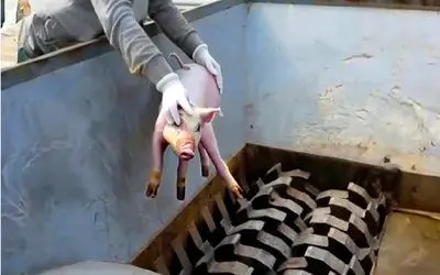 ماشین آلات غول پیکر؛ تلاقی مغز دیجیتال و دستان انسان که آینده صنعت را می‌سازند