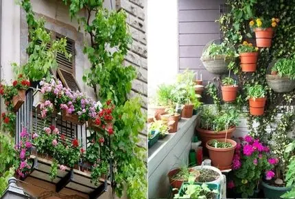گیاهان آپارتمانی خاص برای بالکن؛ تراسی بسازید که رهگذرهای خیابون با انگشت نشونش بدن
