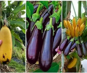 کشاورزی نوین؛ تکنیک باغبانی مدرن برای پیوند موز و بادمجان