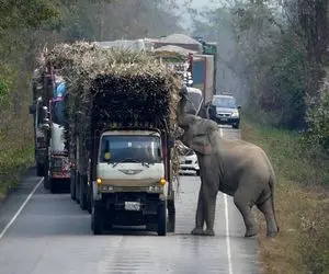 شاهکار حیات وحش؛ فیل ددمنش وایساده وسط جاده از ماشینای حامل نیشکر اخاذی میکنه