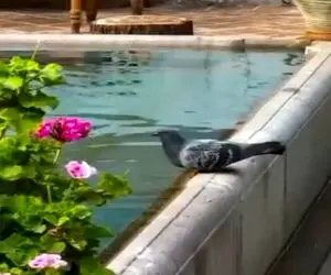 آواز نوستالژی؛ این آهنگ و منظره دل هر آدمیو هوایی میکنه برگرده به حیاط خونه مادربزرگه