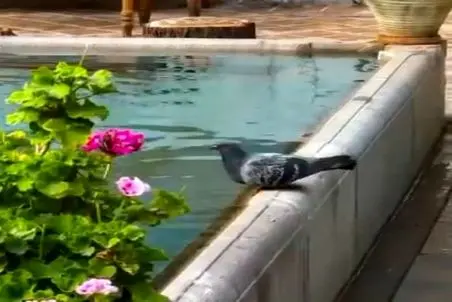 آواز نوستالژی؛ این آهنگ و منظره دل هر آدمیو هوایی میکنه برگرده به حیاط خونه مادربزرگه