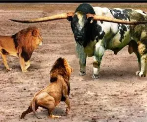 جذابیت حیات وحش / شیر بیخبر بود شاخ بوفالو شمشیری ست که غرورش را درهم می‌شکند