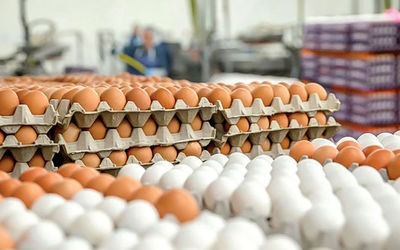 تخم مرغ هر روز گران تر از دیروز!