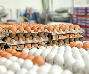 تخم مرغ هر روز گران تر از دیروز!