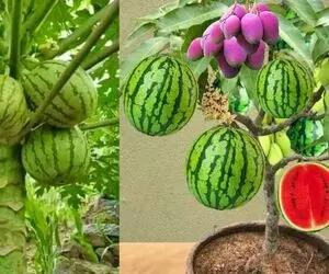 کشاورزی نوین؛ انبه رو با خمیردندون رو هندونه پیوند زدن درختش هم هندوانه داده هم انبه