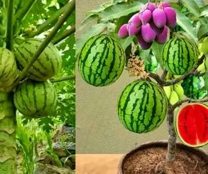 کشاورزی نوین؛ انبه رو با خمیردندون رو هندونه پیوند زدن درختش هم هندوانه داده هم انبه