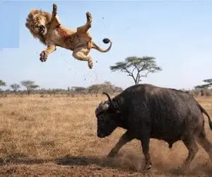 مستند حیات وحش؛ بوفالو؛ شیر
