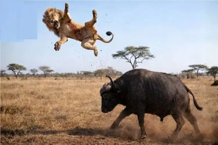 مستند حیات وحش؛ بوفالو؛ شیر