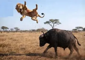 مستند حیات وحش؛ بوفالو ردی شیر ابتر کرد تو آسمونا