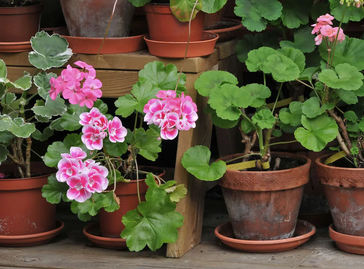 Geranium-Care-3