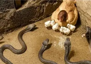 مستند حیات وحش؛ مرغ جسور دل و روده ماری که قصد جون جوجه اش داشت ریخت بیرون