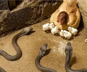 مستند حیات وحش؛ مرغ جسور دل و روده ماری که قصد جون جوجه اش داشت ریخت بیرون