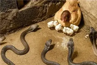 مستند حیات وحش؛ مرغ جسور دل و روده ماری که قصد جون جوجه اش داشت ریخت بیرون