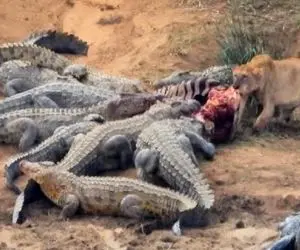 شاهکار حیات وحش /  نبر شرورانه تمساح‌ها و شیر تنها برای تناول خر راه راه