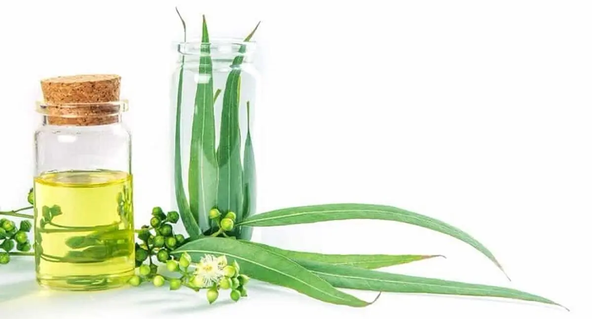 Eucalyptus