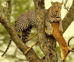 نبرد حیات وحش/پلنگ شکارش رو با خودش میکشه بالای درخت میخوره/قدرت بالا رفتنش دیدنیه