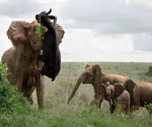 مستند حیات وحش / نبرد شرورانه فیل و بوفالو برای نشان دادن قدرت