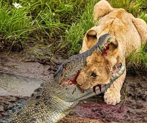 نارام زیان؛ تمساح سفاک شیر مسلولی که اومد آب بخوره به نیش کشید پاره کرد بلعید