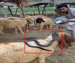 معماری طبیعت؛ مار به خیالش از پس چوپون برمیاد ولی نمیدونه اون وزه تر از ایناست