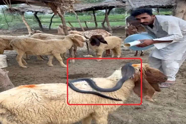 معماری طبیعت؛ مار به خیالش از پس چوپون برمیاد ولی نمیدونه اون وزه تر از ایناست