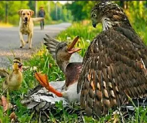 حیات وحش مصنوعی؛ سگ دلسوز که برای نجات اردک مادر از شاهین التماس می‌کند!