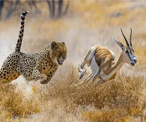 مستند حیات وحش؛ استقامت ستودنی ایمپالا دربرابر حمله وحشیانه پلنگ