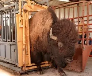فرآوری بوفالو؛ گاومیش‌های کوهان دارو میبرن به مسلخ با اره دنده‌هاشو نصف میکنن