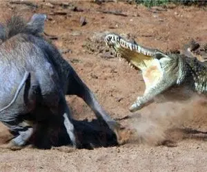 مستند حیات وحش؛ کروکودیل دهن گشاد گراز وحشی رو بلعید شکمش قلمبه شه