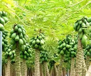 کشاورزی نوین؛ مزرعه کاشت پاپایا که میوه هاش عین خوشه انگوره ولی هر دونش اندازه طالبی