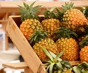 کشاورزی بدیع؛ با تجهیزات مدرن آناناس کاشتن هر کدوم اندازه هندوانه غول شده 