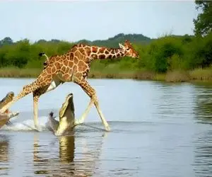 مستند حیات وحش؛ تمساح قلم پای زرافه را خورد می کند