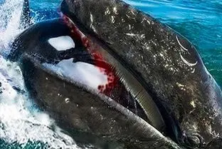 وحوش اقیانوس؛ اورکای شریر با آرواره های غول پیکرش نهنگ و ریز ریز کرد
