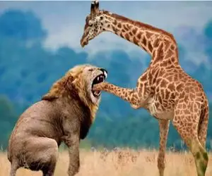 شاهکار حیات وحش؛ شیر انقدر لنگای دراز زرافه ناز گاز گرفت تا زدش زمین 