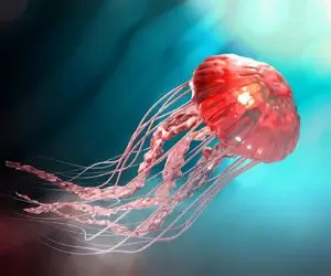 آن روی طبیعت وحشی؛ رویت یک عروس دریایی غول پیکر در کیش!