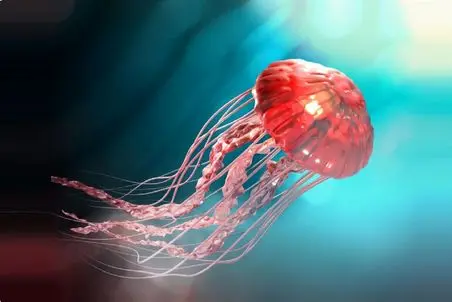 آن روی طبیعت وحشی؛ رویت یک عروس دریایی غول پیکر در کیش!