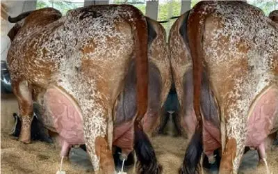 گاوهای باورنکردنی؛ گاو انقدر حجم شیرش زیاده نمیتونه نگهداری کنه میریزه زمین