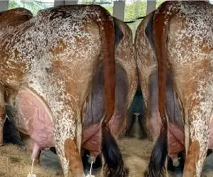 گاوهای باورنکردنی؛ گاو انقدر حجم شیرش زیاده نمیتونه نگهداری کنه میریزه زمین