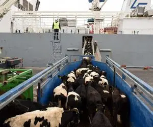 جابه جایی‌های جانکاه؛ صف انتظار گاوا برای سفر دریایی اینا از نیسان رسیدن به کشتی