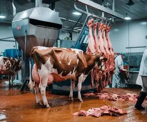 فرآوری گاو؛  گاو مسلول بعد سلاخی ورقه ای برش خورد استیک شه چرخ شد برای سوسیس