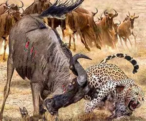 نارام زیان؛ کل زمخت شاخ 21 متری شو فرو کرد تو شکم پلنگی که قصد شکار بچشو داشت