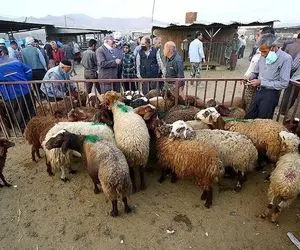 قیمت دام زنده امروز 17 خرداد ۱۴۰۴ + جدول