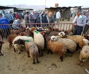قیمت دام زنده امروز 17 خرداد ۱۴۰۴ + جدول