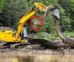 جذابیت حیات وحش؛ پیتون هرکول آروم خزید دور بیل مکانیکی غول مانع ادامه کارش شد